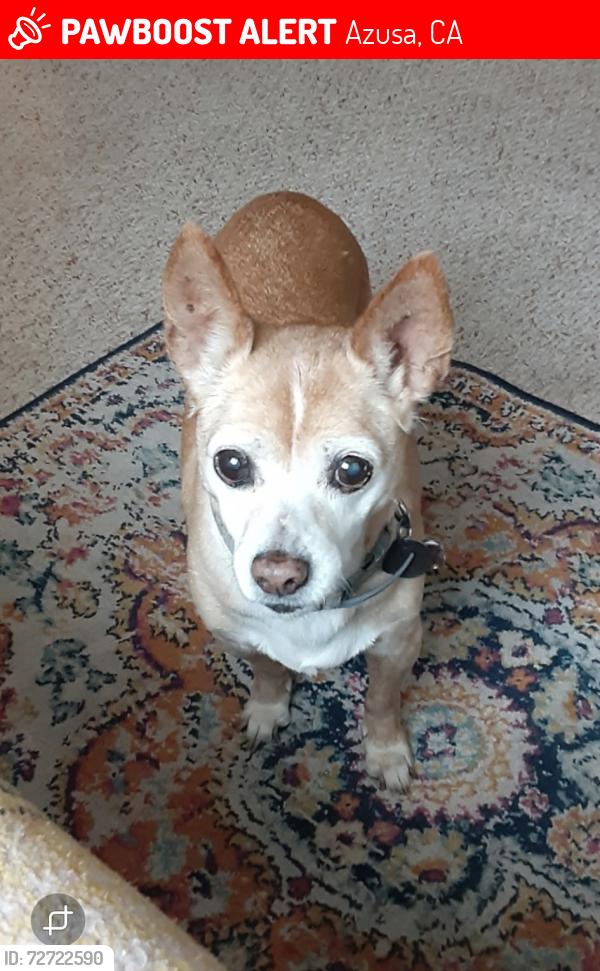 Lost Female Dog last seen Grandin Ave and Paramount St, Azusa, CA 91702