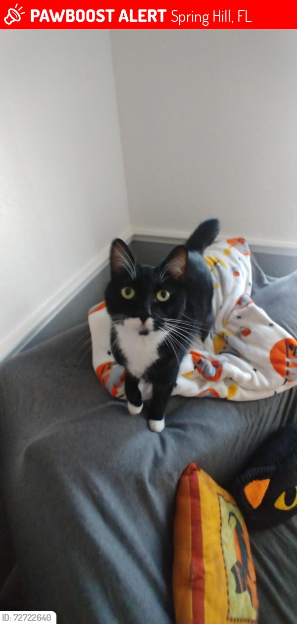 Lost Male Cat last seen Mariner and Courtland Road, Spring Hill, FL 34608