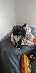 Lost Male Cat last seen Mariner and Courtland Road, Spring Hill, FL 34608