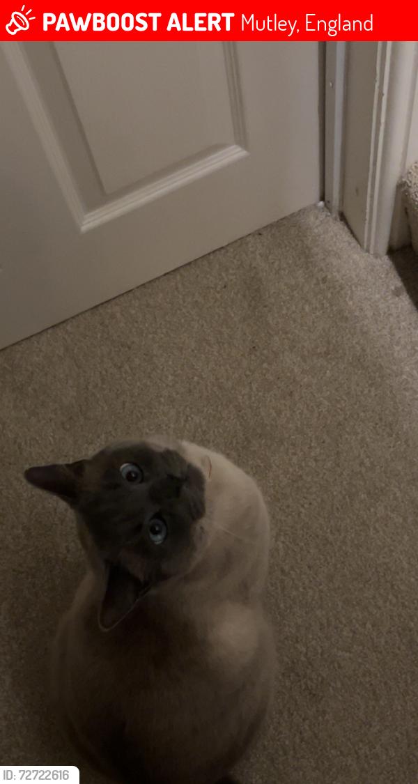 Lost Male Cat last seen near all girls school (north hill), Mutley, England 