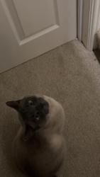 Lost Male Cat last seen near all girls school (north hill), Mutley, England 