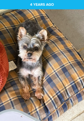 Lost Female Dog last seen Walter hill , Murfreesboro, TN 37130