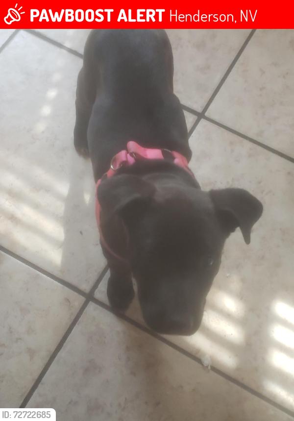 Lost Female Dog last seen Ashford Way, Henderson, NV 89015