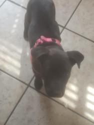 Lost Female Dog last seen Ashford Way, Henderson, NV 89015