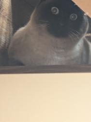 Found/Stray Unknown Cat last seen Calumet st and Sunray ct, Appleton, WI 54915