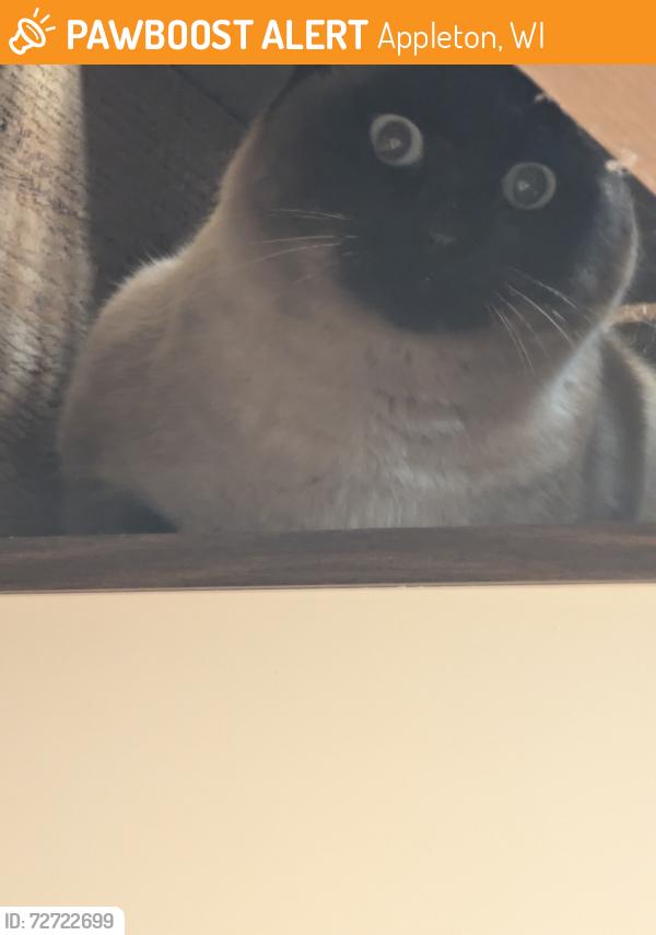 Found/Stray Unknown Cat last seen Calumet st and Sunray ct, Appleton, WI 54915