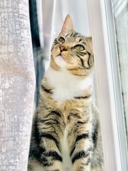 Lost Female Cat last seen Near cedarcrest dr, Pasadena, TX 77503