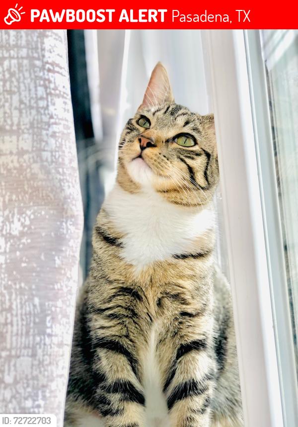 Lost Female Cat last seen Near cedarcrest dr, Pasadena, TX 77503