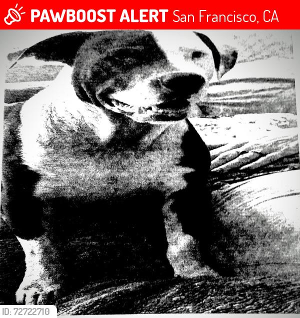 Lost Male Dog last seen 26th & Folsom street , San Francisco, CA 94110