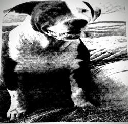 Lost Male Dog last seen 26th & Folsom street , San Francisco, CA 94110