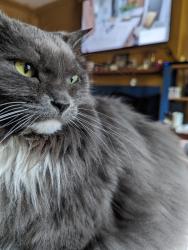 Lost Female Cat last seen 35th and othelo., Seattle, WA 98126