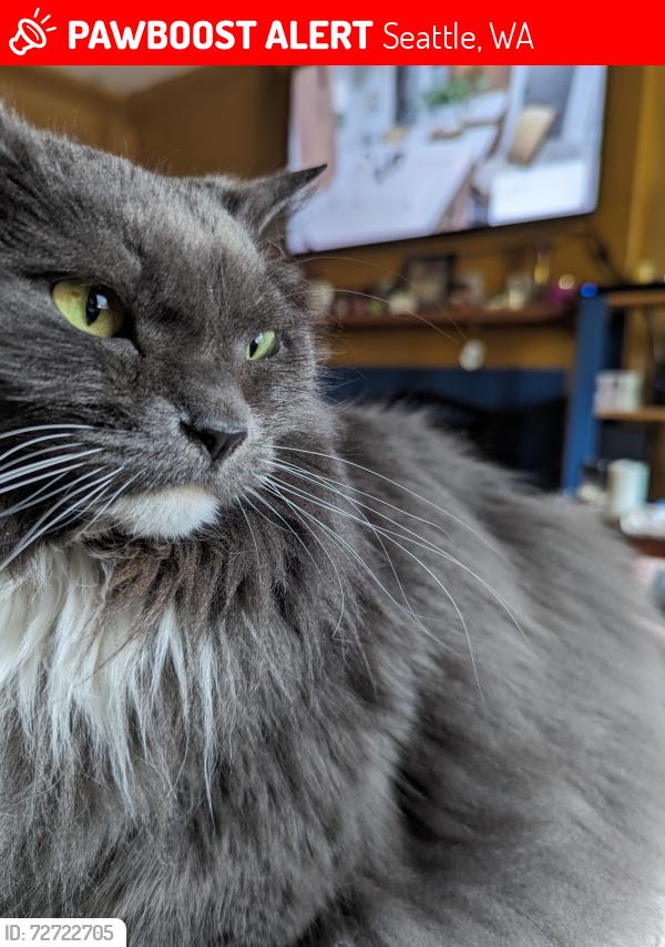 Lost Female Cat last seen 35th and othelo., Seattle, WA 98126