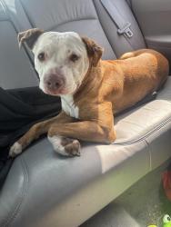 Found/Stray Male Dog last seen Woodley and N Smithville rd, Dayton, OH 45403