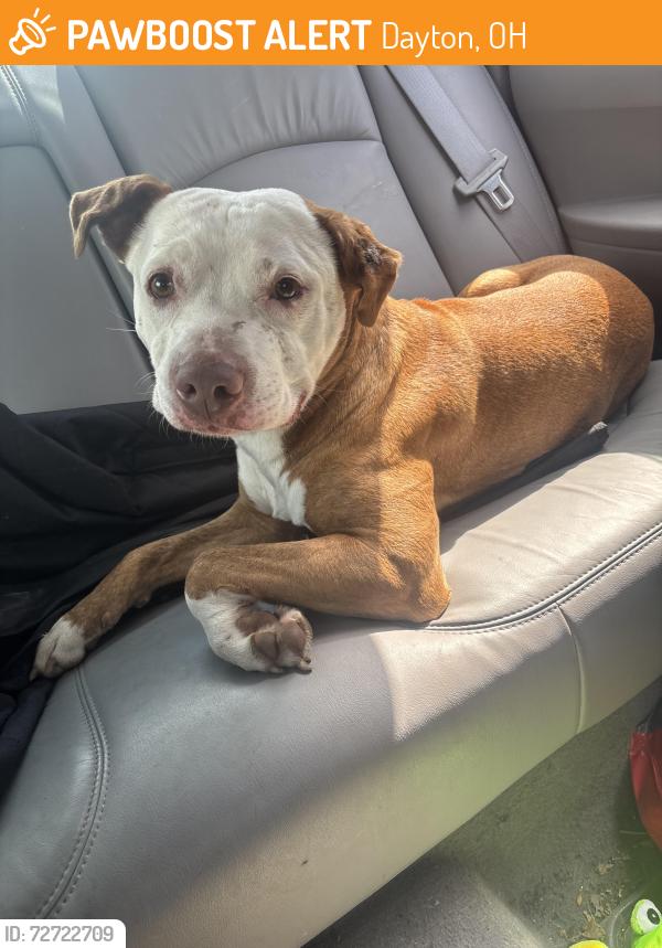 Found/Stray Male Dog last seen Woodley and N Smithville rd, Dayton, OH 45403