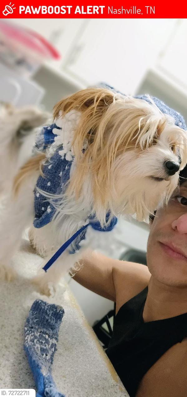 Lost Male Dog last seen Detrás de Macdonald , Nashville, TN 37217
