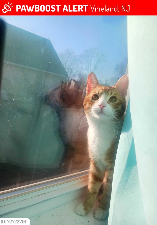 Lost Male Cat last seen Near E Quince St Vineland, NJ 08360, Vineland, NJ 08360