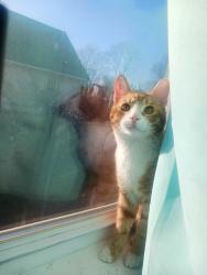Lost Male Cat last seen Near E Quince St Vineland, NJ 08360, Vineland, NJ 08360