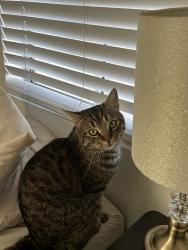 Lost Male Cat last seen Near Boulder hwy, Henderson, NV 89015