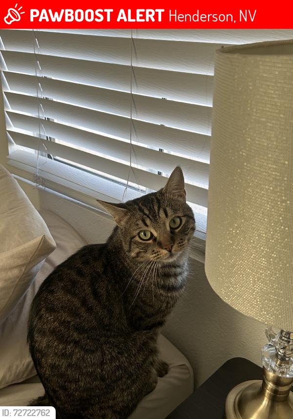 Lost Male Cat last seen Near Boulder hwy, Henderson, NV 89015