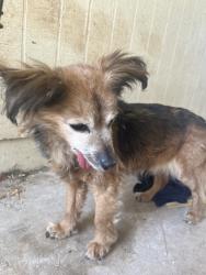 Found/Stray Female Dog last seen Harrison and Stella, Tucson, AZ 85730