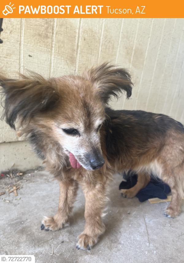 Found/Stray Female Dog last seen Harrison and Stella, Tucson, AZ 85730
