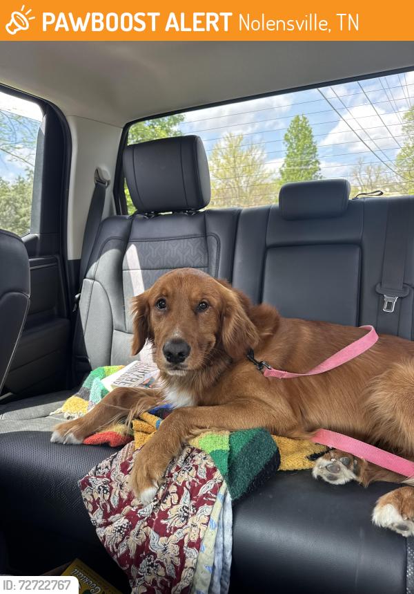 Found/Stray Male Dog last seen Nolensville road and sunny drive , Nolensville, TN 37027