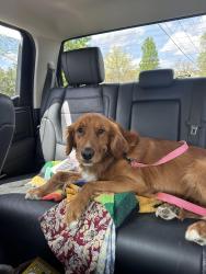 Found/Stray Male Dog last seen Nolensville road and sunny drive , Nolensville, TN 37027