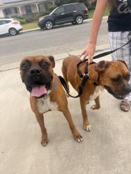 Found/Stray Male Dog last seen Meacham Road, Bakersfield, CA 93312