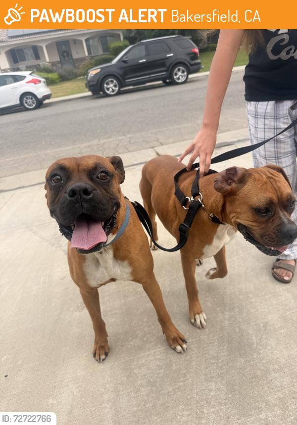 Found/Stray Male Dog last seen Meacham Road, Bakersfield, CA 93312