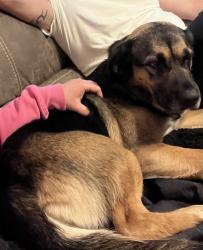 Lost Female Dog last seen Colonial dr Easley sc , Easley, SC 29642