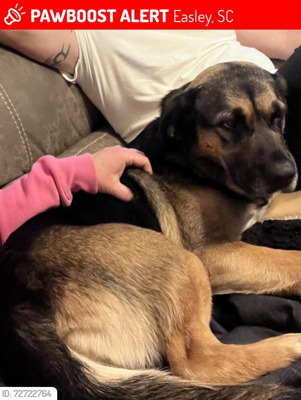 Lost Female Dog last seen Colonial dr Easley sc , Easley, SC 29642