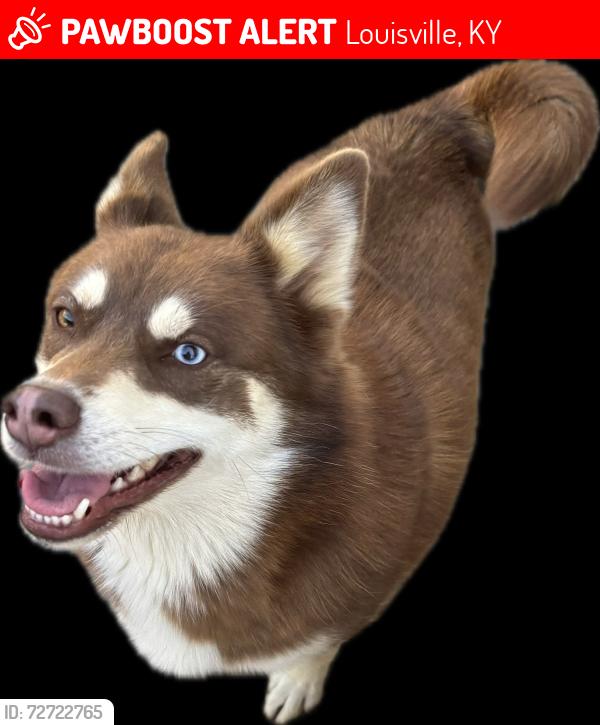 Lost Female Dog last seen Easum Road, Louisville, KY 40299