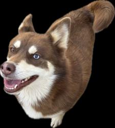 Lost Female Dog last seen Easum Road, Louisville, KY 40299