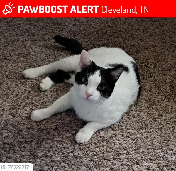 Lost Male Cat last seen Henderson Ave NW, Cleveland, TN 37312, Cleveland, TN 37312