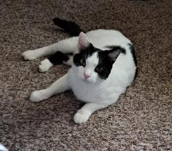 Lost Male Cat last seen Henderson Ave NW, Cleveland, TN 37312, Cleveland, TN 37312