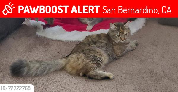 Lost Female Cat last seen E Manchester Lane & Melissa Way, San Bernardino, CA 92408