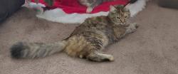 Lost Female Cat last seen E Manchester Lane & Melissa Way, San Bernardino, CA 92408