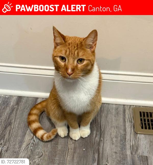 Lost Male Cat last seen Near Reserve Overlook, Canton GA , Canton, GA 30115