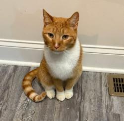 Lost Male Cat last seen Near Reserve Overlook, Canton GA , Canton, GA 30115
