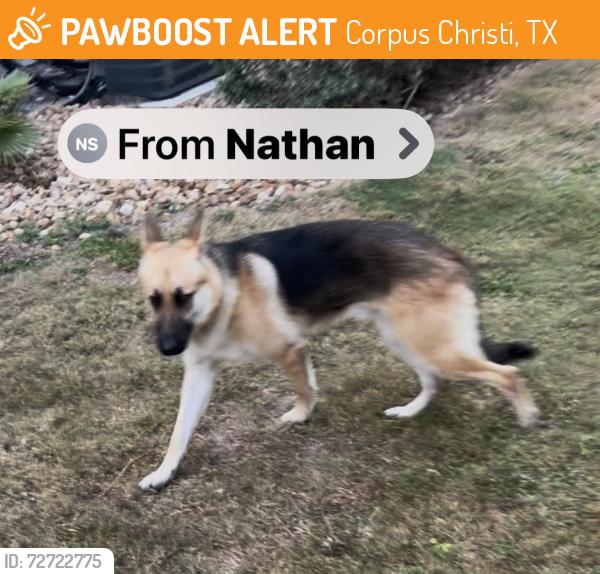 Found/Stray Male Dog last seen Sage apts- 5702 Timbergate/Staples , Corpus Christi, TX 78414
