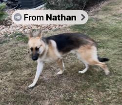 Found/Stray Male Dog last seen Sage apts- 5702 Timbergate/Staples , Corpus Christi, TX 78414