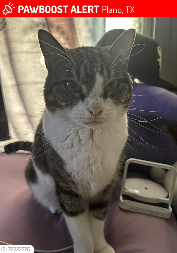Lost Female Cat last seen Near Ridgecrest Drive, Plano, TX 75074