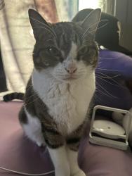 Lost Female Cat last seen Near Ridgecrest Drive, Plano, TX 75074