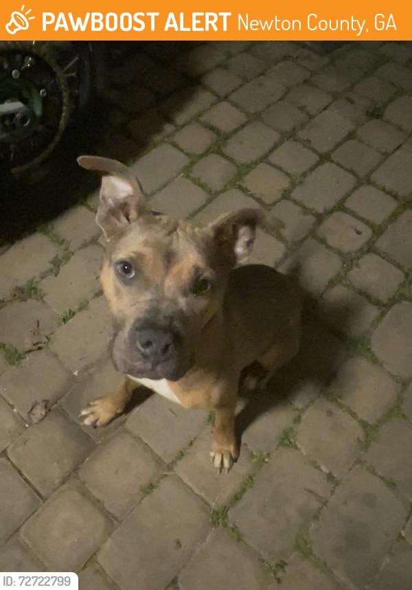 Found/Stray Female Dog last seen In the road , Newton County, GA 30016