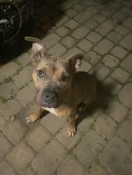 Found/Stray Female Dog last seen In the road , Newton County, GA 30016