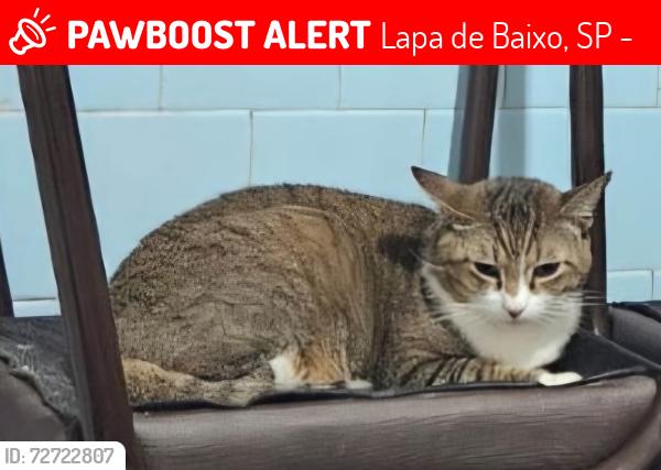 Lost Male Cat last seen Rua Tenente Landy , Lapa de Baixo, SP 05068-020