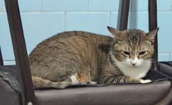 Lost Male Cat last seen Rua Tenente Landy , Lapa de Baixo, SP 05068-020