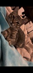 Lost Male Cat last seen W stanley ave, Ventura, CA 93001