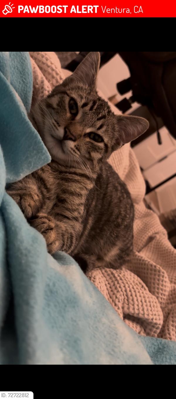 Lost Male Cat last seen W stanley ave, Ventura, CA 93001