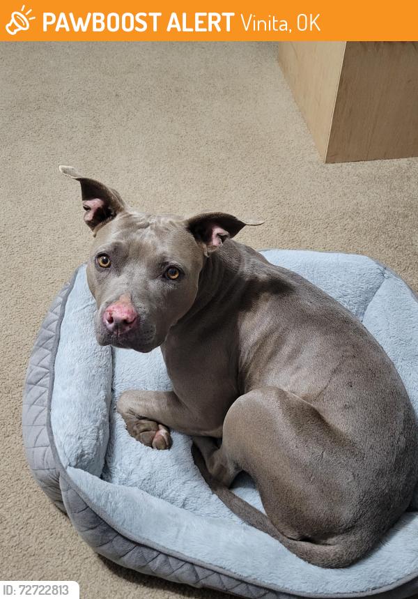 Found/Stray Female Dog last seen Maverik Truck Stop in Vinita, OK, Vinita, OK 74301